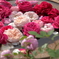 横浜薔薇散歩３