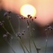 晴れた日の夕暮れ