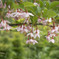 エゴの花