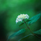 紫陽花