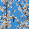 ヒヨドリと桜