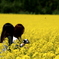 菜の花に埋もれて
