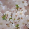 花_May2025