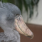 結構動く鳥？