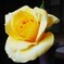 黄色いミニ薔薇