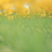 stem