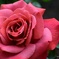 ５月の薔薇