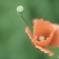 「＊」