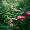 In the Forest #2