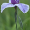 花菖蒲