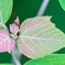 Japanese mallotus ＆ ant…