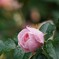 water＆rose