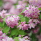 pinkflower