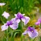 堀切菖蒲園の花菖蒲
