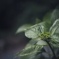 Aji