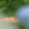 梅雨を呼び