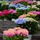 Hydrangea RoadⅡ
