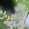 南天の花