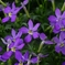 Sexual Violet No.1