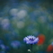 路傍の花 r