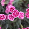 道端に咲く花