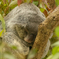 zoo snap