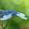 紫陽花