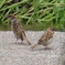 IMG_0544：スズメ-27_R
