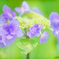 紫陽花が輝く季節