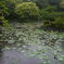 鶴岡八幡宮の蓮