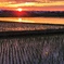 夕陽に照らされ