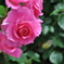 pink flower