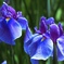 花菖蒲(浦安の舞)