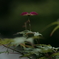 初夏の紅翅