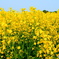 2025の菜の花⑥