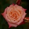 薔薇