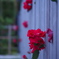 Rose through the wall