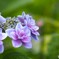 八重額紫陽花