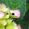 紫陽花で一休み