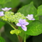 咲き始めた紫陽花