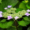 咲き始めた紫陽花　Ⅲ