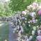 open garden 