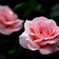 薔薇の季節