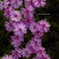 北海道　春に撮った写真⑱　「さいた・咲いた・芝桜」倶知安町にて