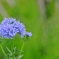 庭の花2025 (ギリア)