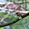 サンコウチョウ♀
