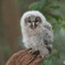 フクロウの幼鳥③