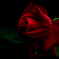 君は薔薇より美しい