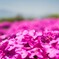 芝桜