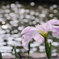 碧南市油ヶ淵花菖蒲園